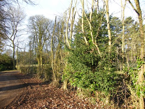 Before view from other end - the evergreen in the              hedge is yew - most unusual to find this as it is              poisonous to stock