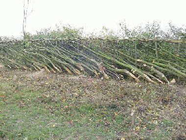 View of my                completed hedge