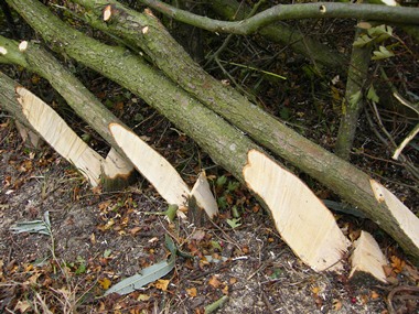 Stumps cut with a              billhook for both a cleaner and steeper cut than sawing.