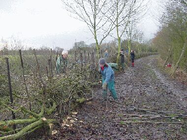 Tidying the hedge and finishing the binding on the last afternoon