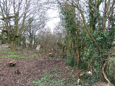 General view of overgrown hedge before laying