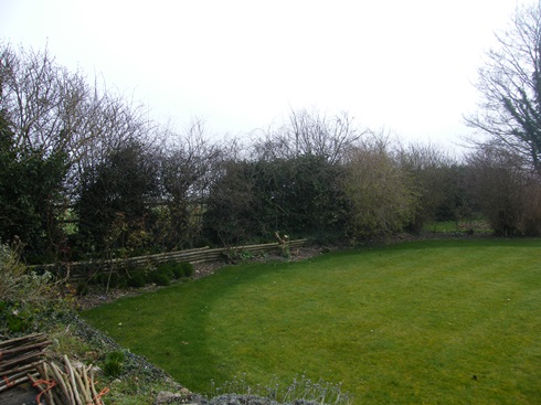 Top end of hedge before....