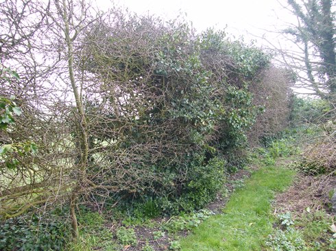 Far end of hedge before....