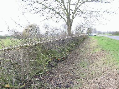 View back along last section of hedge