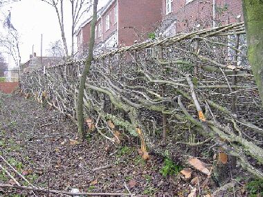 Ash and a couple of hawthorn left to grow on as trees for interest, variety and habitat