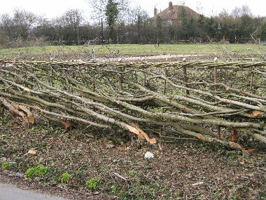 Detail view of laid hedge