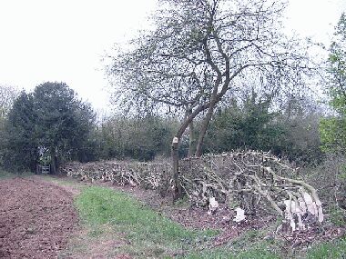 General view of completed hedge with crab apple retained