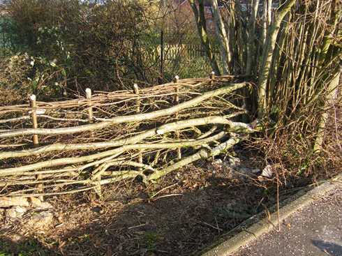 End of              hedge at large hazel stool