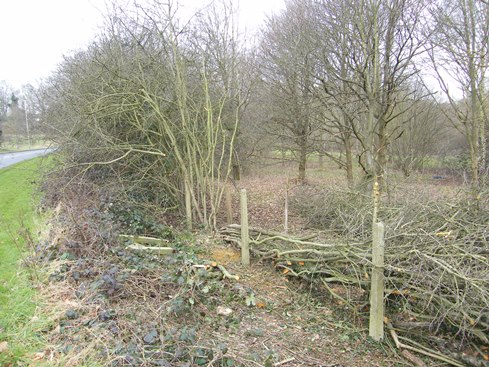 This first section of              hedge is very substantial