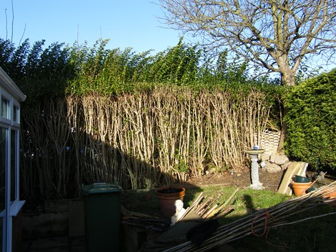 Hedge has been cut back hard to reclaim garden