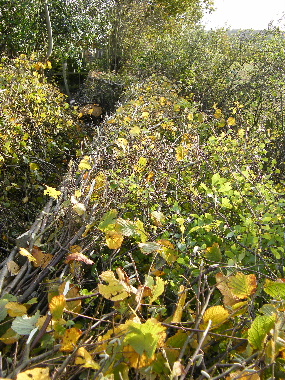 Same view from above shows thickness of hedge