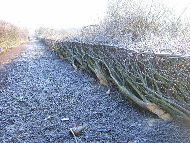 Heavily frosted                hedge