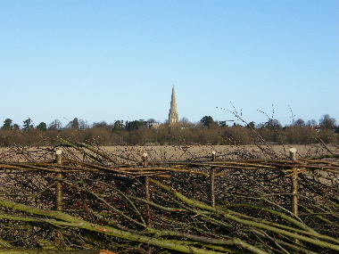 View of St Peter's Church over top of hedge