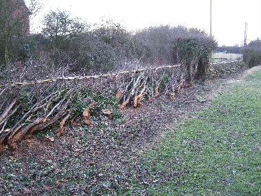 General vew of completed hedge including retained arch in the middle