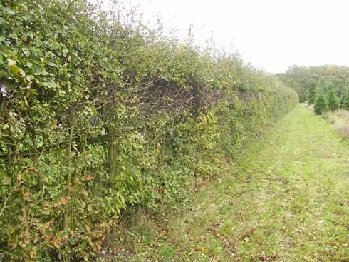 Initial view from other end of hedge