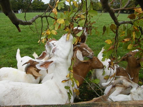 Goats the far side especially fond              of hornbeam!