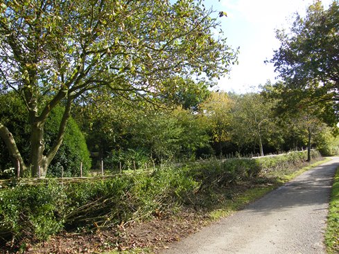 Looking back to the start of the hedge