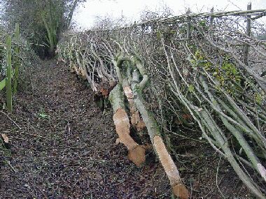 Unusually, this hedge was predominantly field maple and hazel