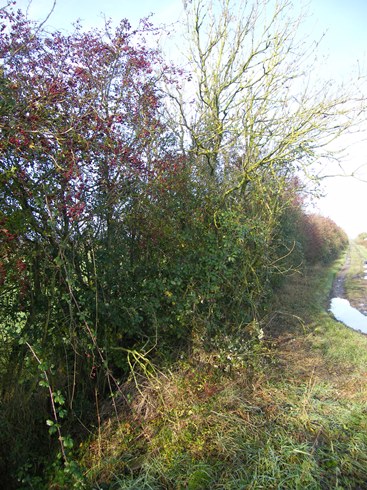 View before              from start of hedge
