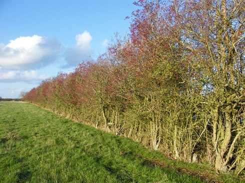 Inside of hedge, where the farmer removed the old              fence. A new fence will be put in afterwards.
