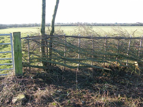 Detail of              start of hedge at gate