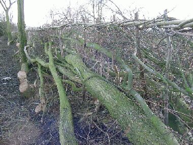 Elm up to 30ft tall was laid into the hedge and taller ones left as trees