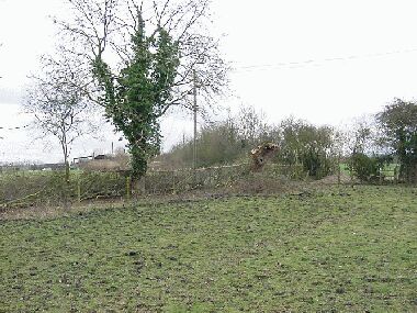 General view showing retained ash and pollarded willow
