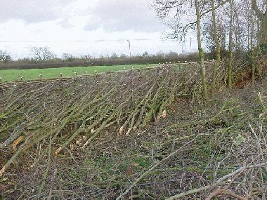 Section of completed South of England hedge