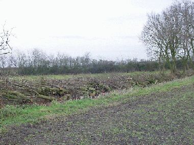 Section of unbound hedge, this section lacks trees as it lies under power lines.