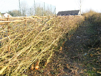 View from other side of hedge