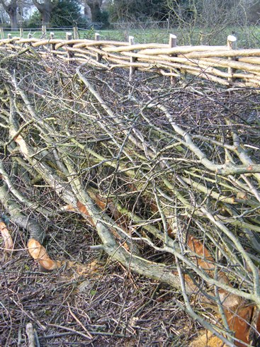 Detail of completed hedge