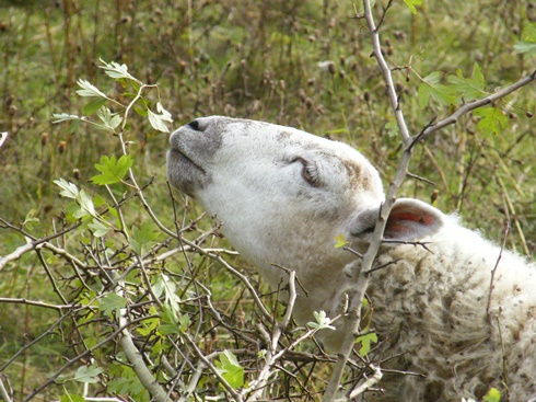 Very cute              sheep nibbling back of hedge
