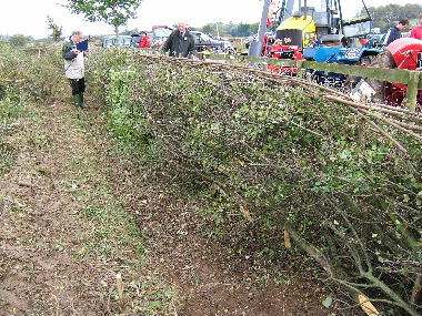 Completed hedge from track being assessed by judges