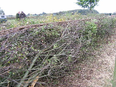 Finished hedge from field side