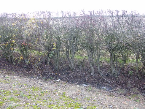 Hedge thin at base              but well trimmed and ideal for laying