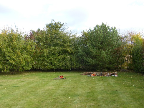 General view              before, conifer on right, oak on left