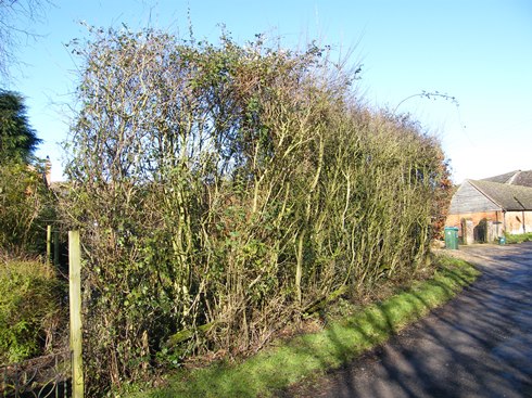 Hedge              before