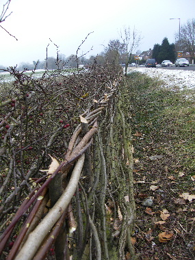 Detail showing binding, staking, clean roadside and bushy fieldside of hedge