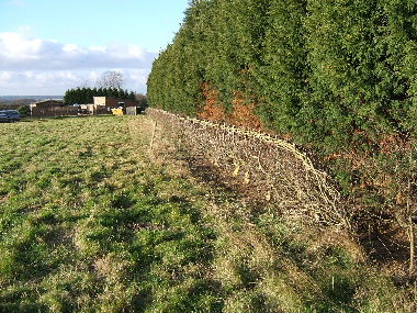 General view of hedge after laying