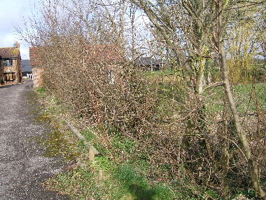 Hedge by drive before laying