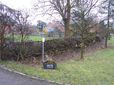 Same view of completed hedge
