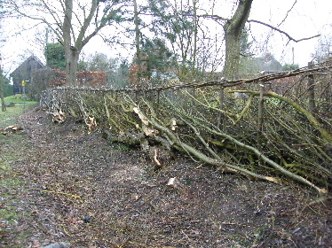 View of hedge after laying