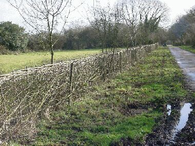 View of completed South of England hedge