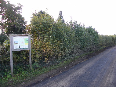 Initial view of hedge from Church end