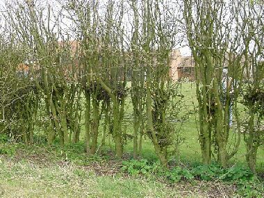 Dense single row hawthorn has not been laid before but has been machine cut at 3 ft and latterly topped
