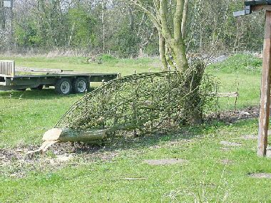 Making an 8ft length of hedge from a single hawthorn - hey presto!