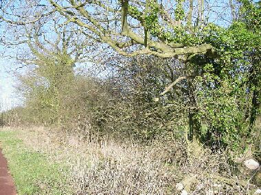 The large ash tree on the right is the same tree on the right in the adjacent picture