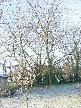 Typical view of this cluttered hedge showing willow and two large cherry trees