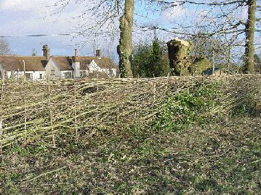 The willow has been pollarded and the adjacent cherry tree limbed up