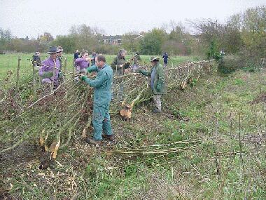 View from ditch side nearing completion.  This hedge was laid in a day by a dozen volunteers.